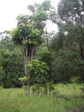 Rainforest Plum Sweet Chili
