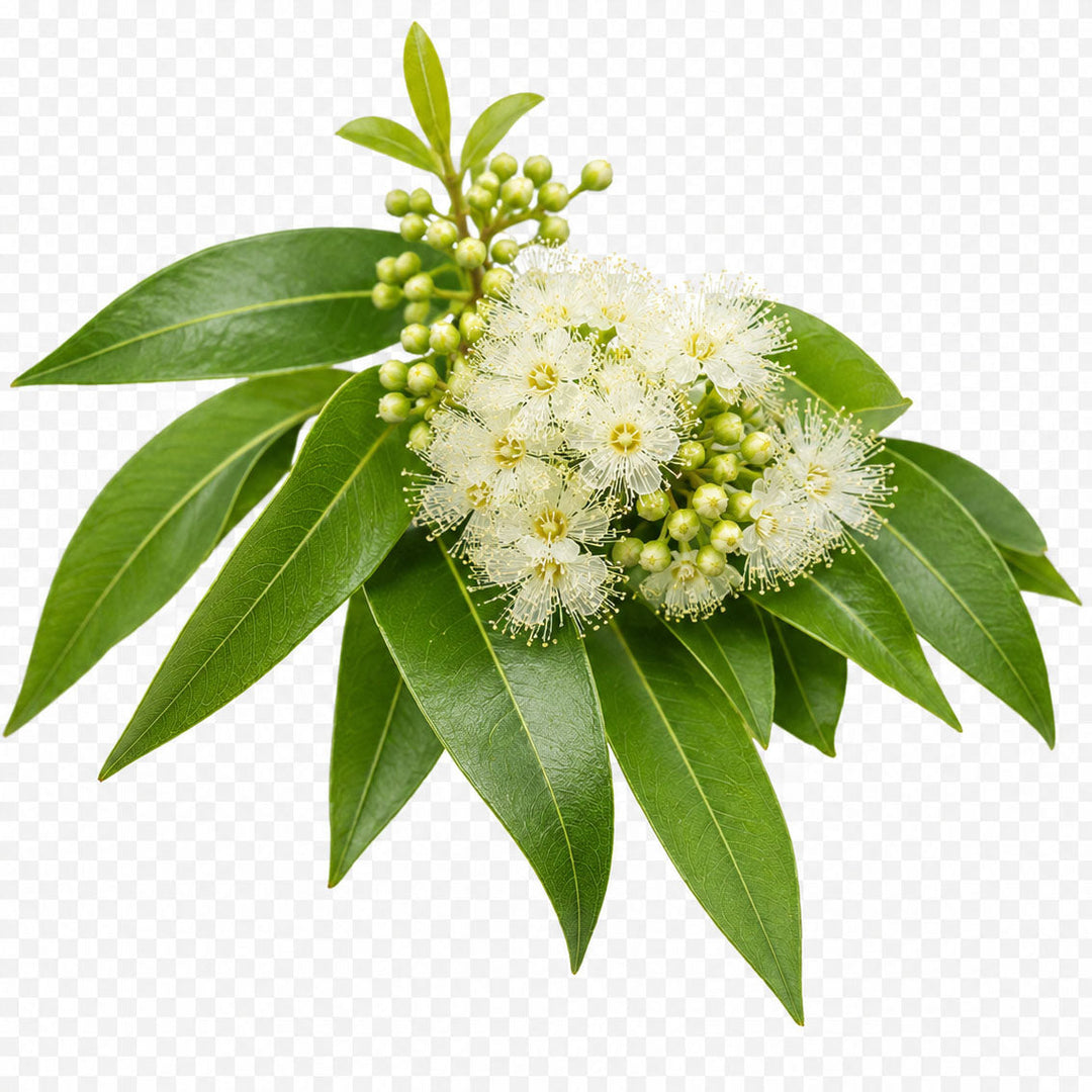 Lemon Myrtle