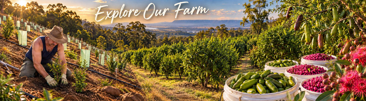 Australia's most diverse native food farm 12,000 plants and counting