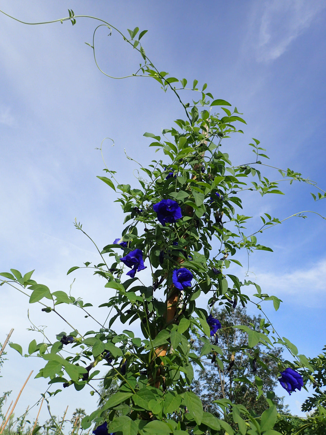 Flower Extract - b&
