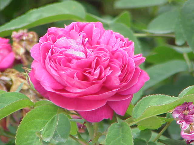 Flower Extract - Rose+Hibiscus | Gingle Bells Gin