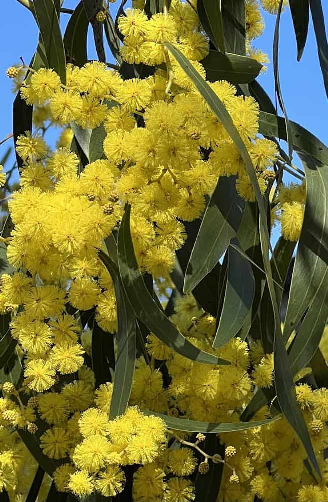 Macadamia Nut Butter Toffee Crunch - with Wattleseed