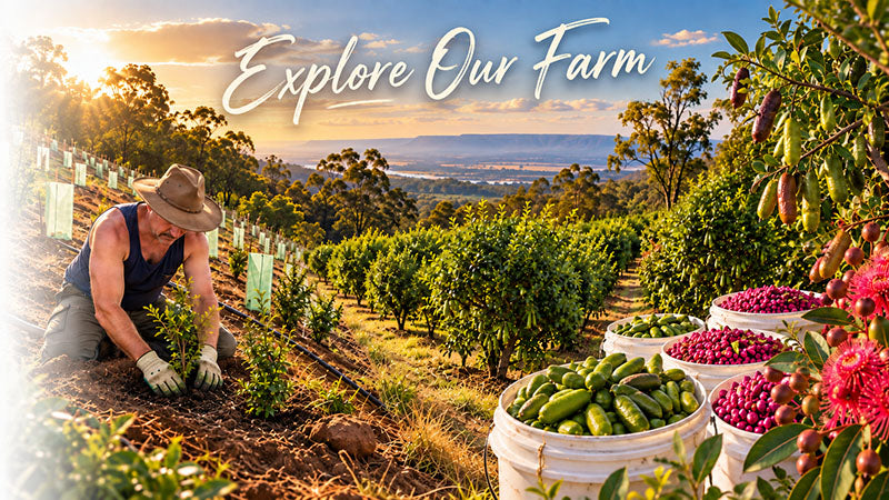 Australia's most diverse native food farm 12,000 plants and counting