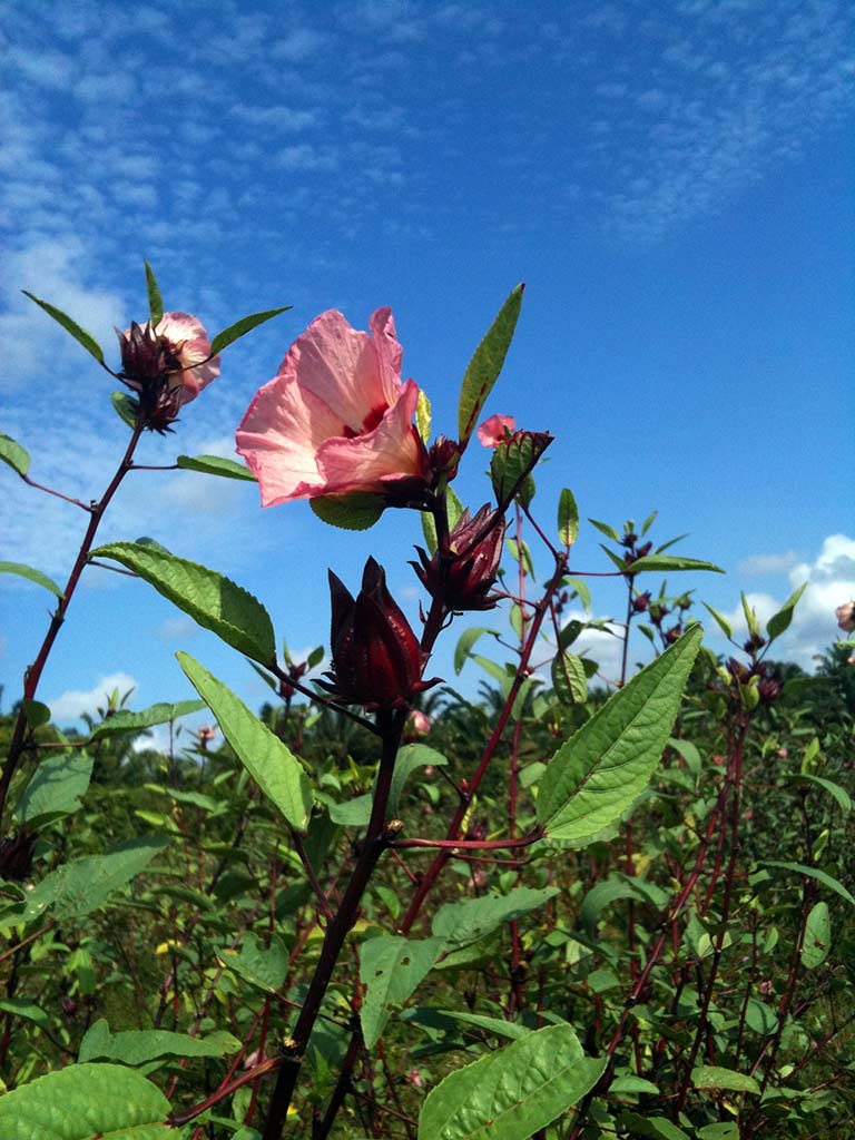 Flower Extract - Hibiscus