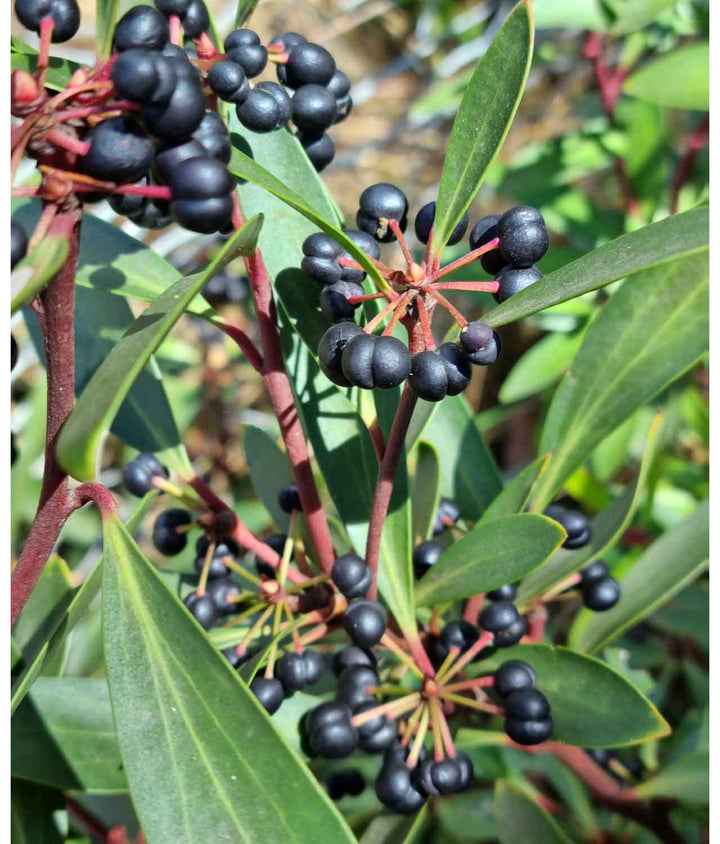 Lemon Myrtle Native Pepper Seasoning