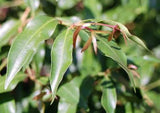 Aniseed Myrtle