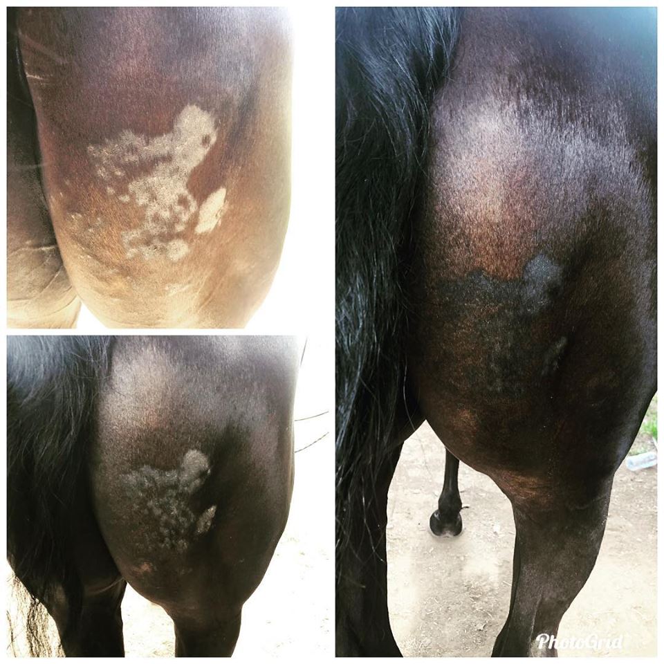 Calafea Horse Oil