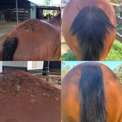 Calafea Horse Oil 30ml Tester