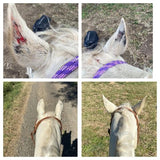 Demi Sharpe sent us some before and after pics of Curly showing the progress of healing with Calafea