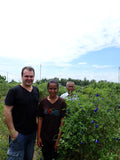 Butterfly Pea Flowers Whole 340g