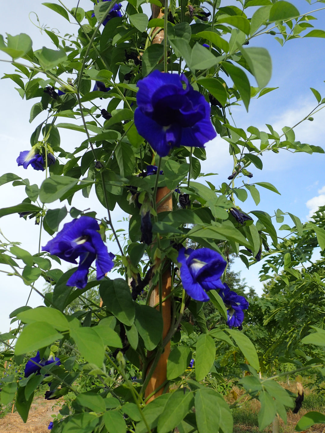 Butterfly Pea Flowers Dried (Bulk)