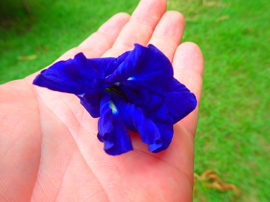 Butterfly Pea Flowers Dried (Bulk)