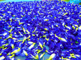 Butterfly Pea Flowers Dried (Bulk)