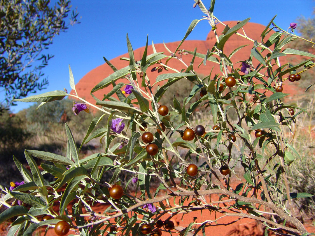 Bush Tomato Ground