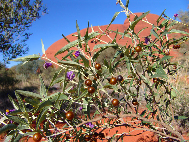 Bush Tomato Ground